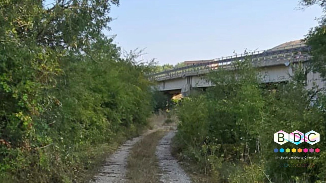 POTENZA: A RISCHIO 500 CANI DEL CANILE DOPO LA CHIUSURA DELL'UNICO ACCESSO